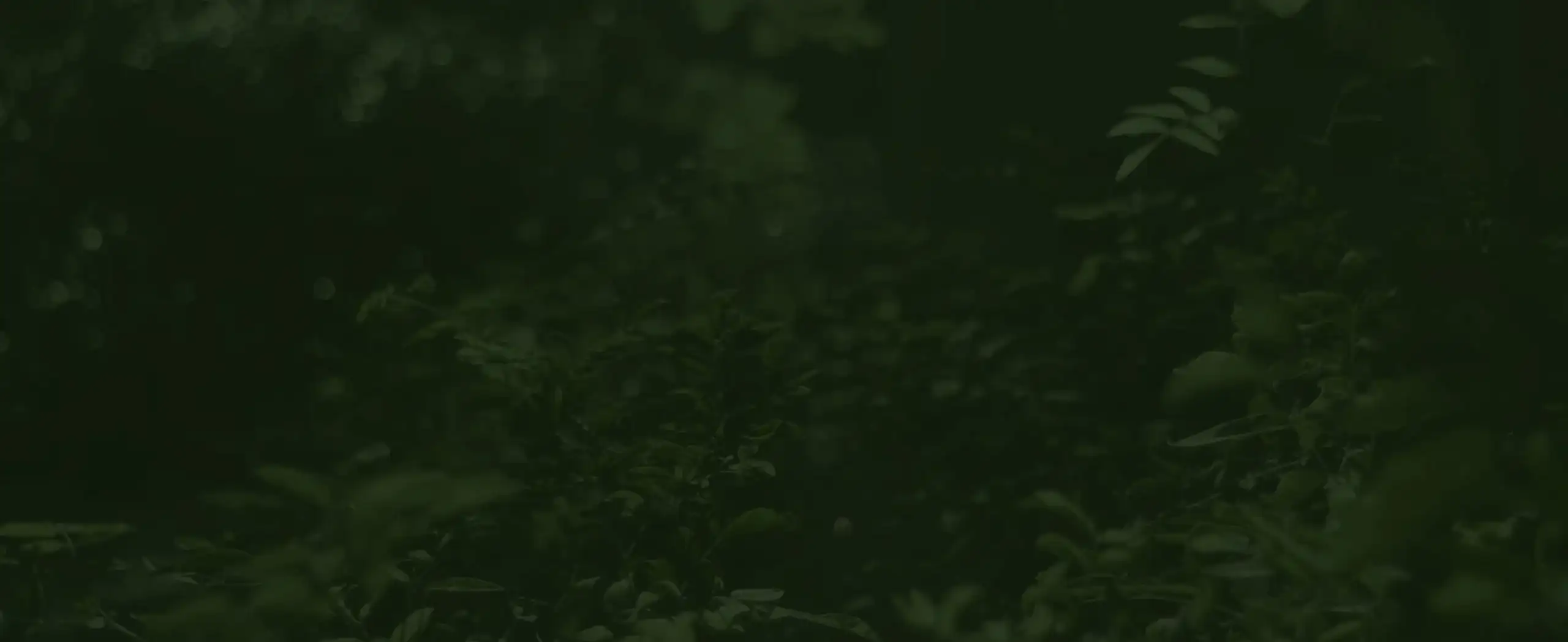 Banner de fundo