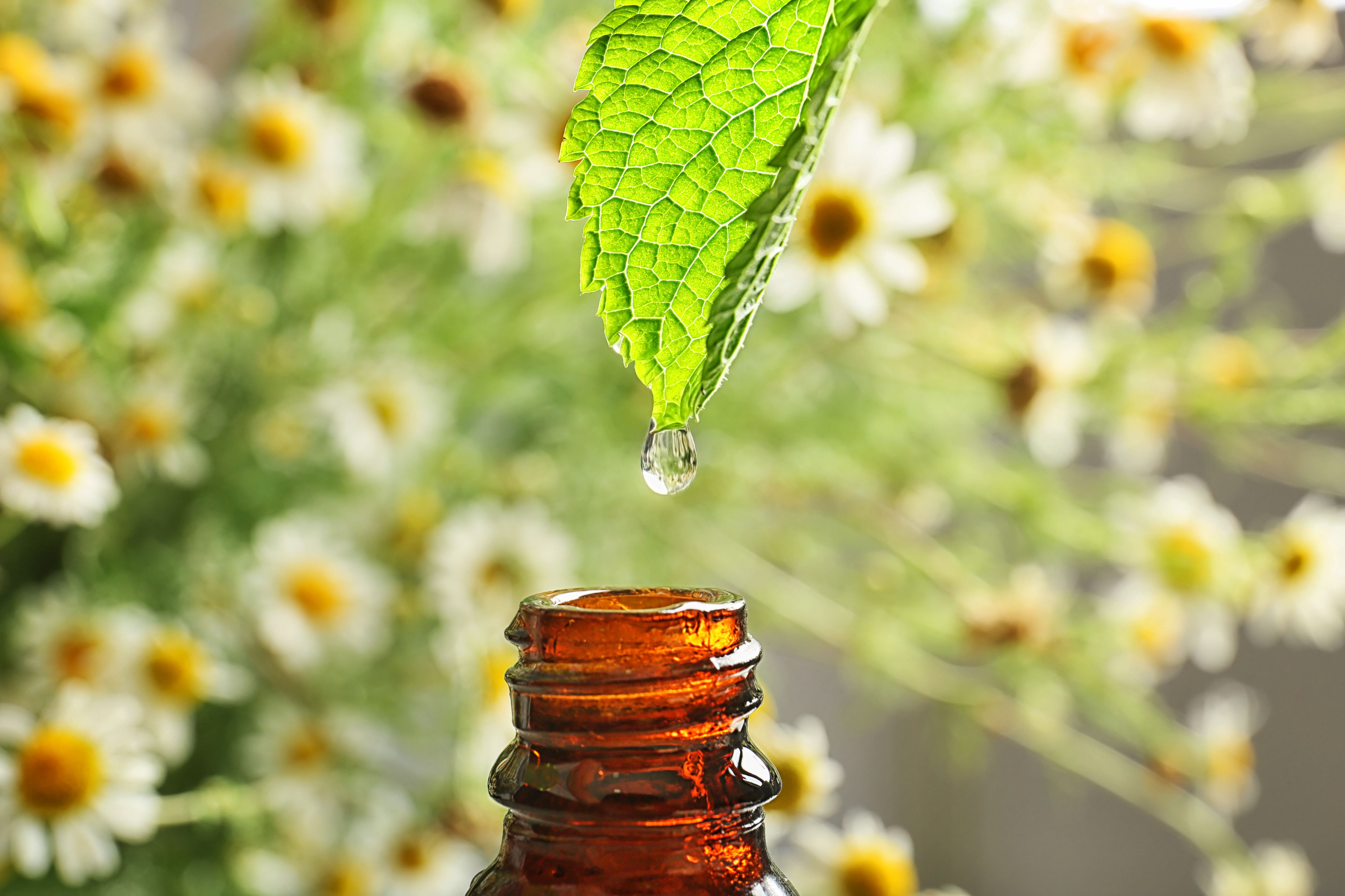 Bem-vindo à Phytoterápica.