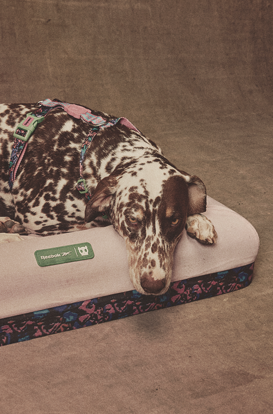 Camas - Reebok | Zee.Dog