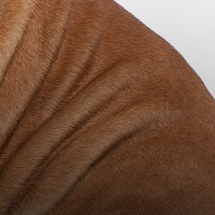 Zee.Dog Kitchen - Aumento de peso