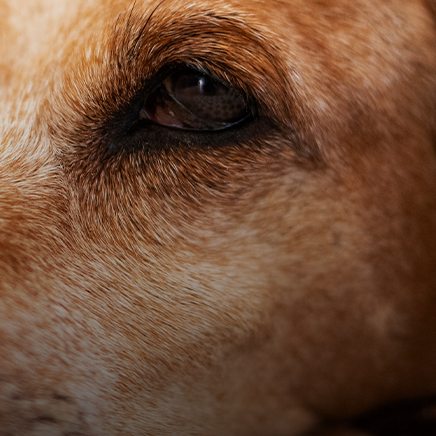 Zee.Dog Kitchen - Baixa de energia