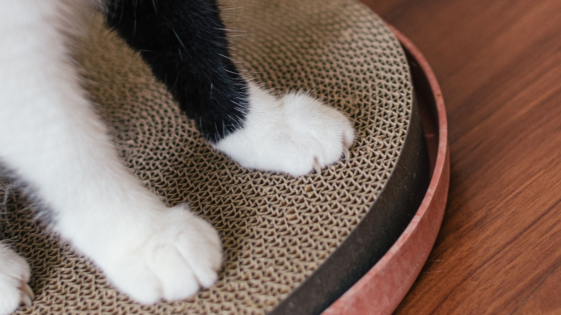 Imagem da pata de gatos