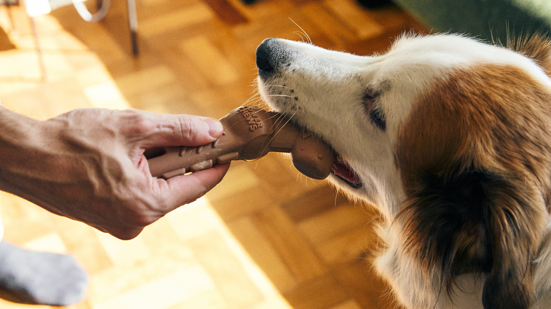 Imagem de cachorro brincando com responsável
