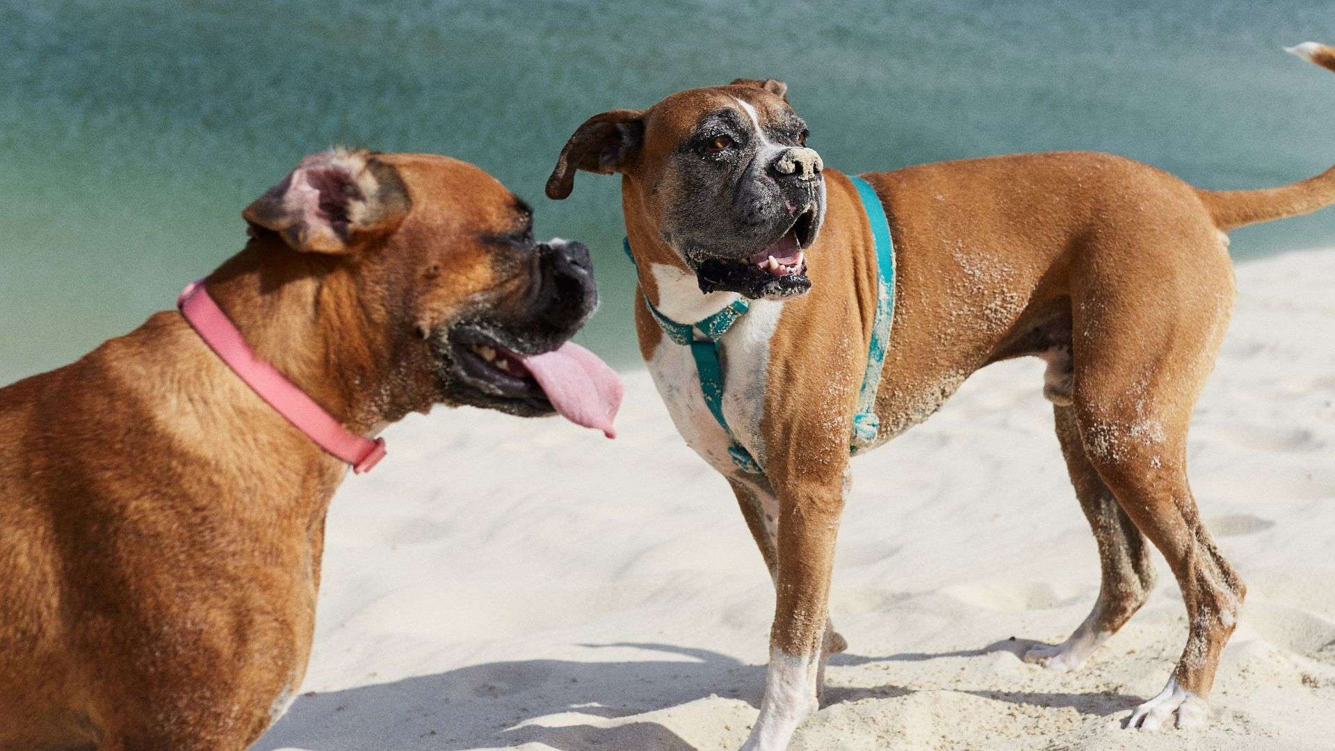 Imagem de dois cachorros