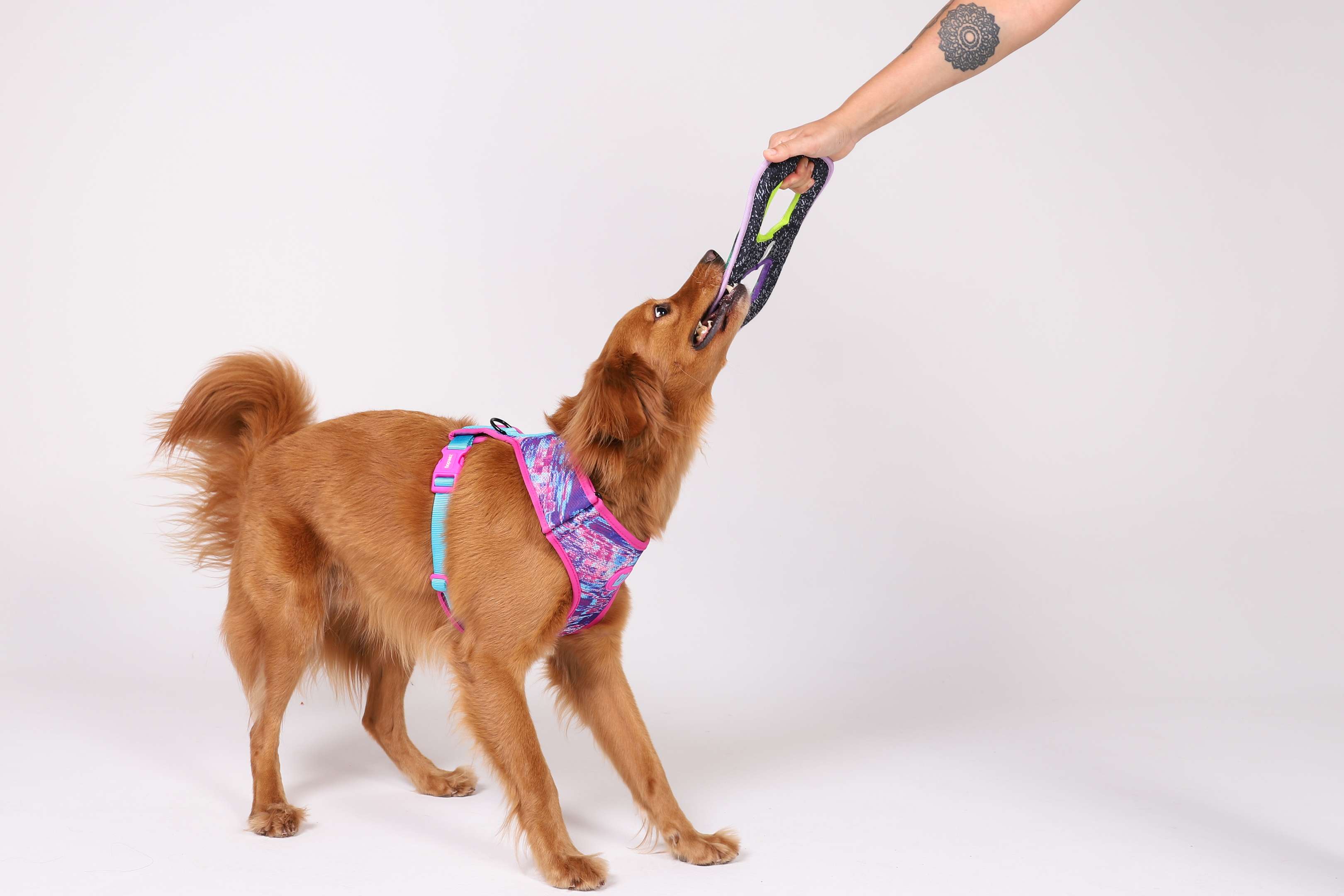 cachorro puxando brinquedo da mão do humano