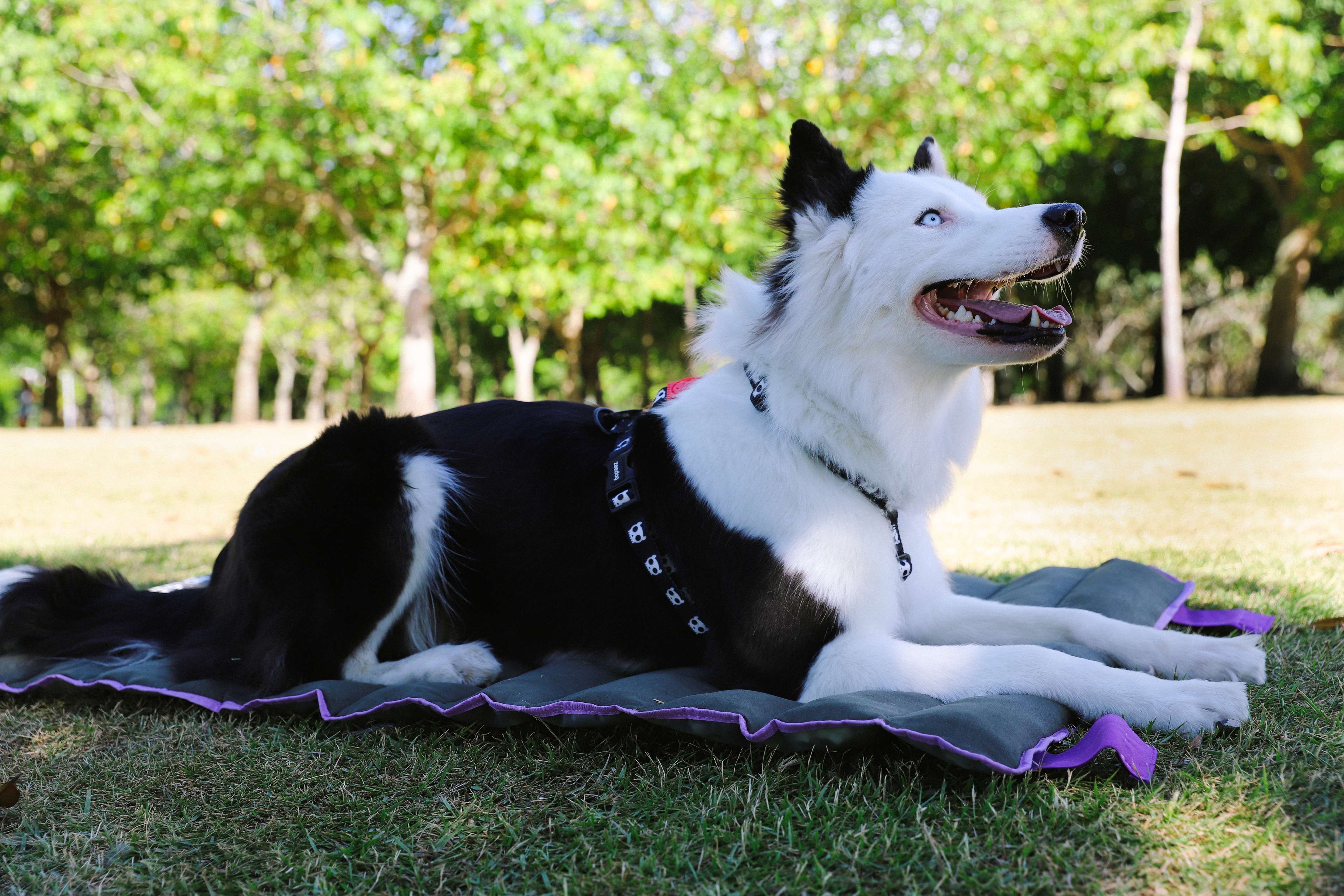 Imagem de cachorro deitado no colchonete da Zee.Dog