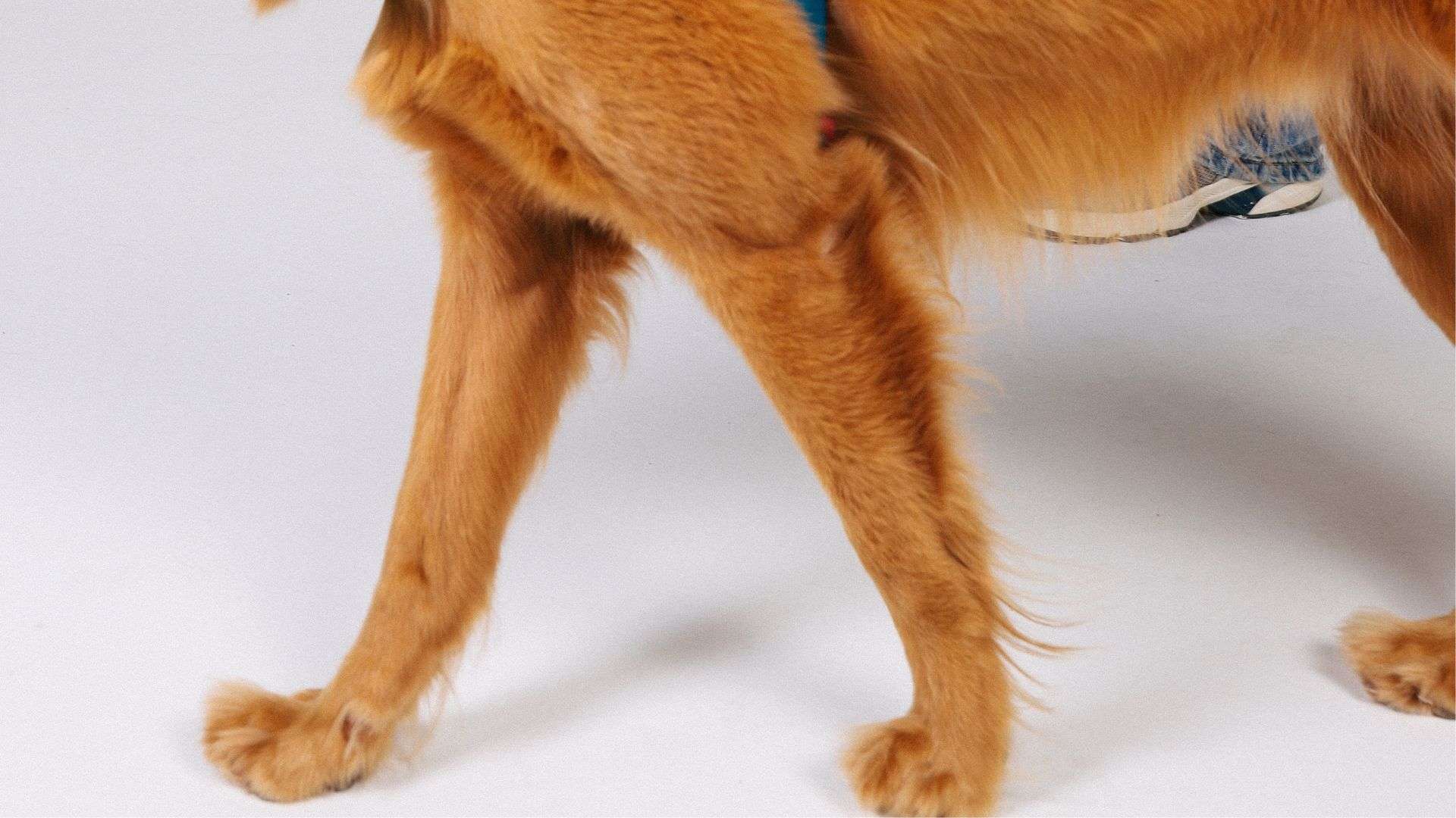 Imagem das patas do cachorro