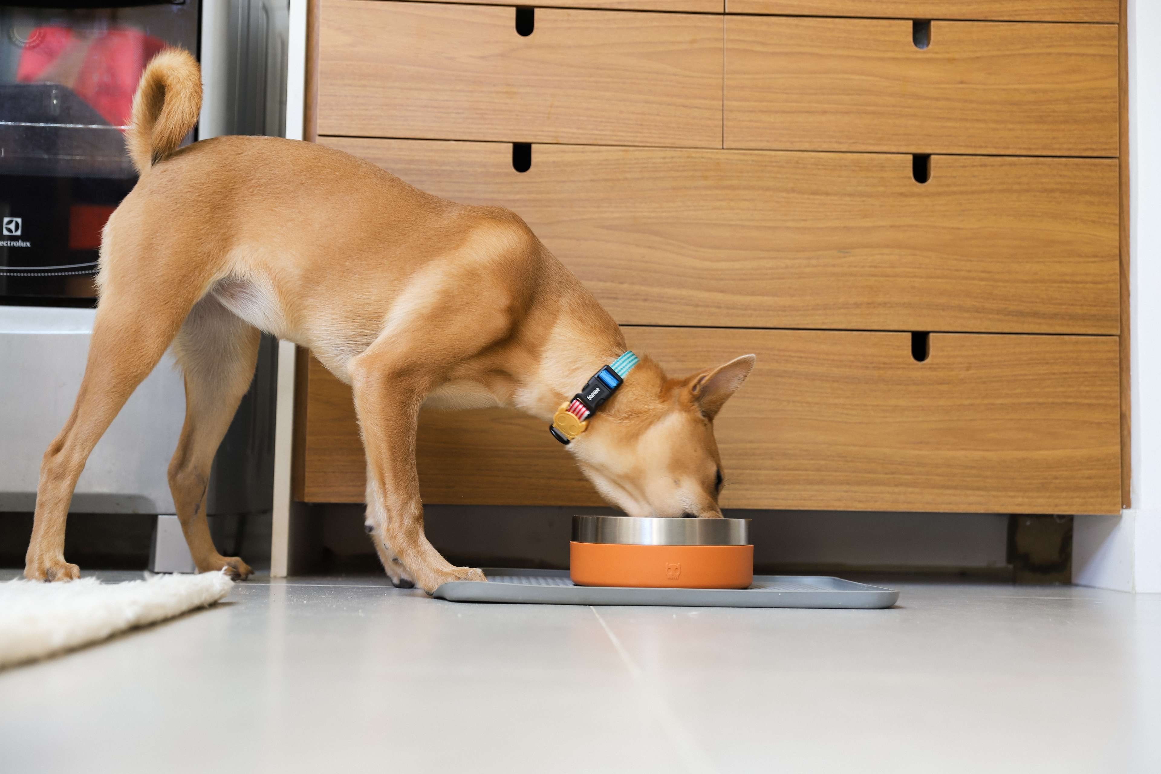 Imagem de cachorro comendo