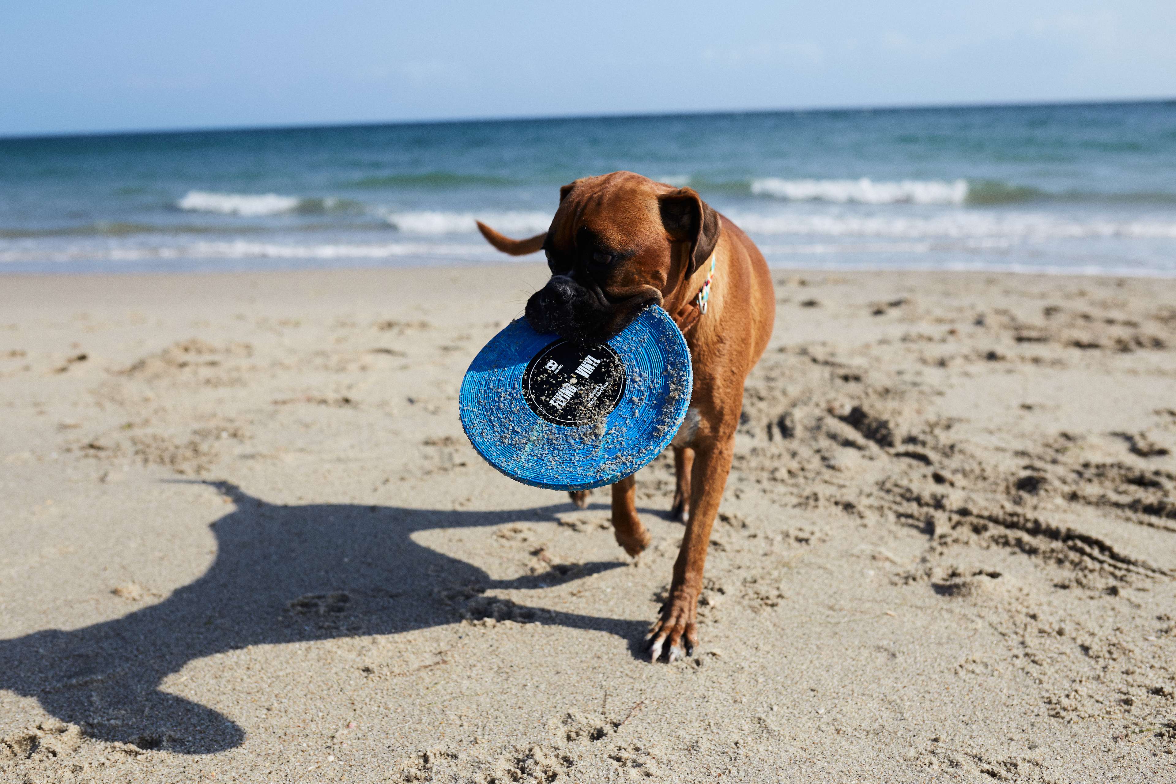 Imagem de cachorro na praia