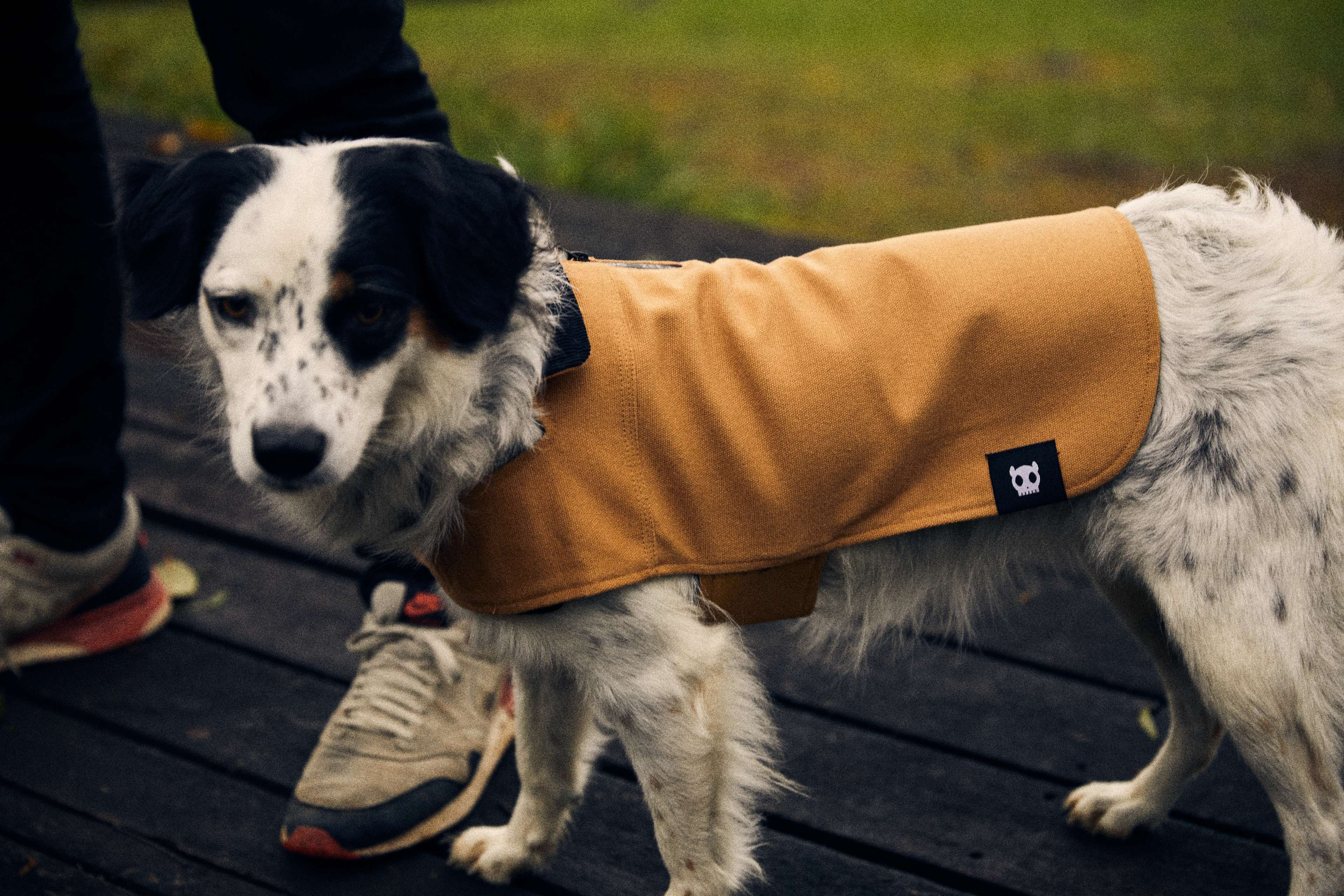 Imagem de cachorro passeando