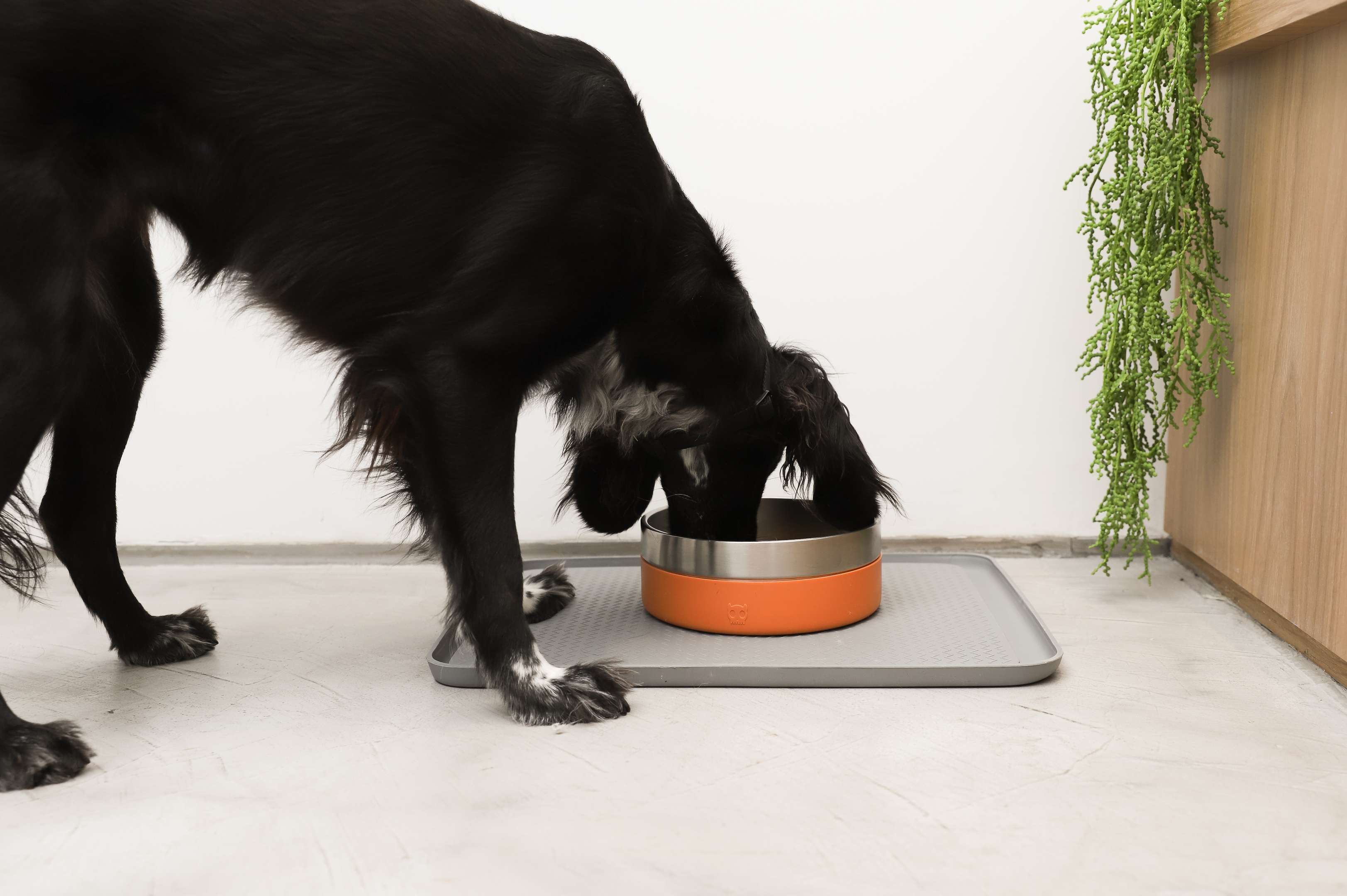 Imagem de cachorro preto comendo em comedouro laranja.