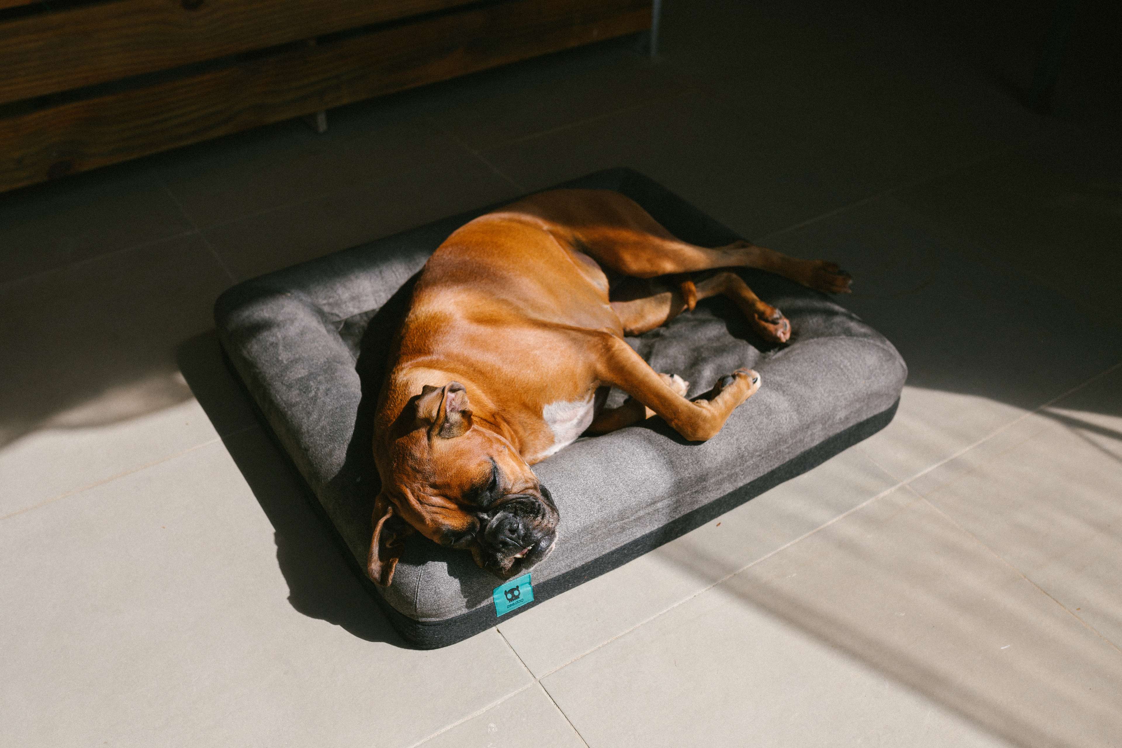 Imagem de cachorro deitado