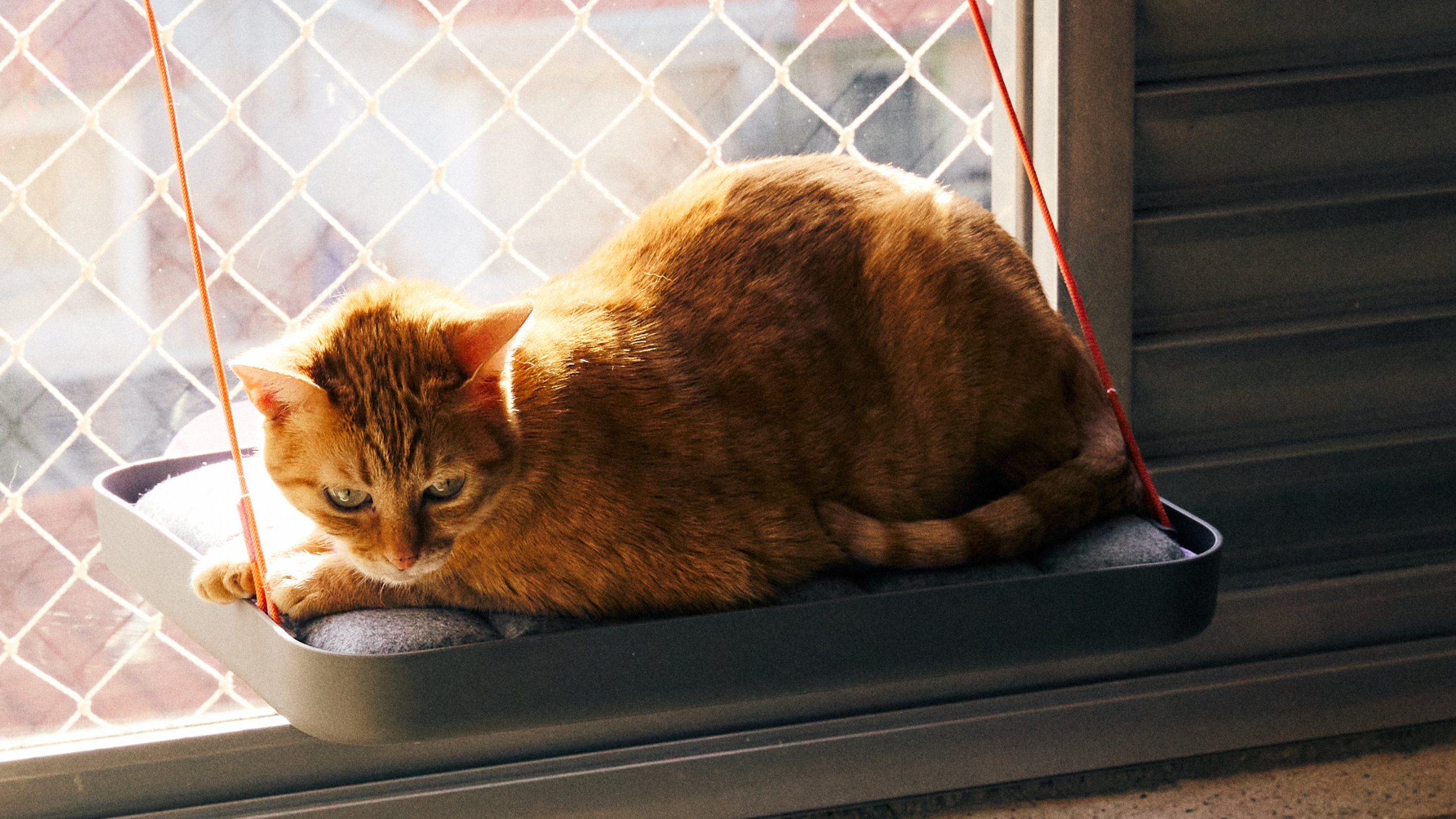 Imagem de gato deitado