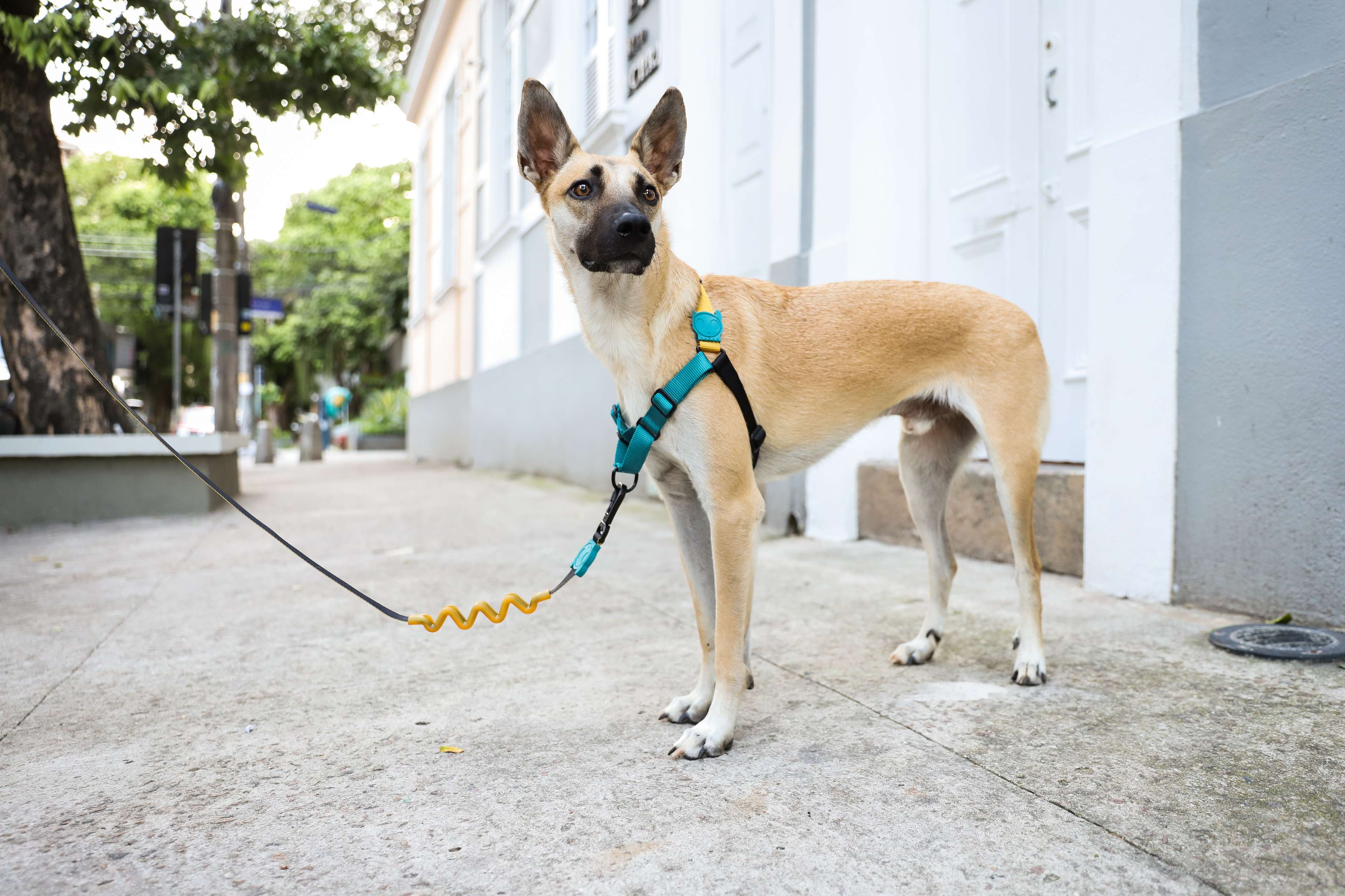 Imagem de responsável com cachorro ao ar livre usando coleira antipuxão