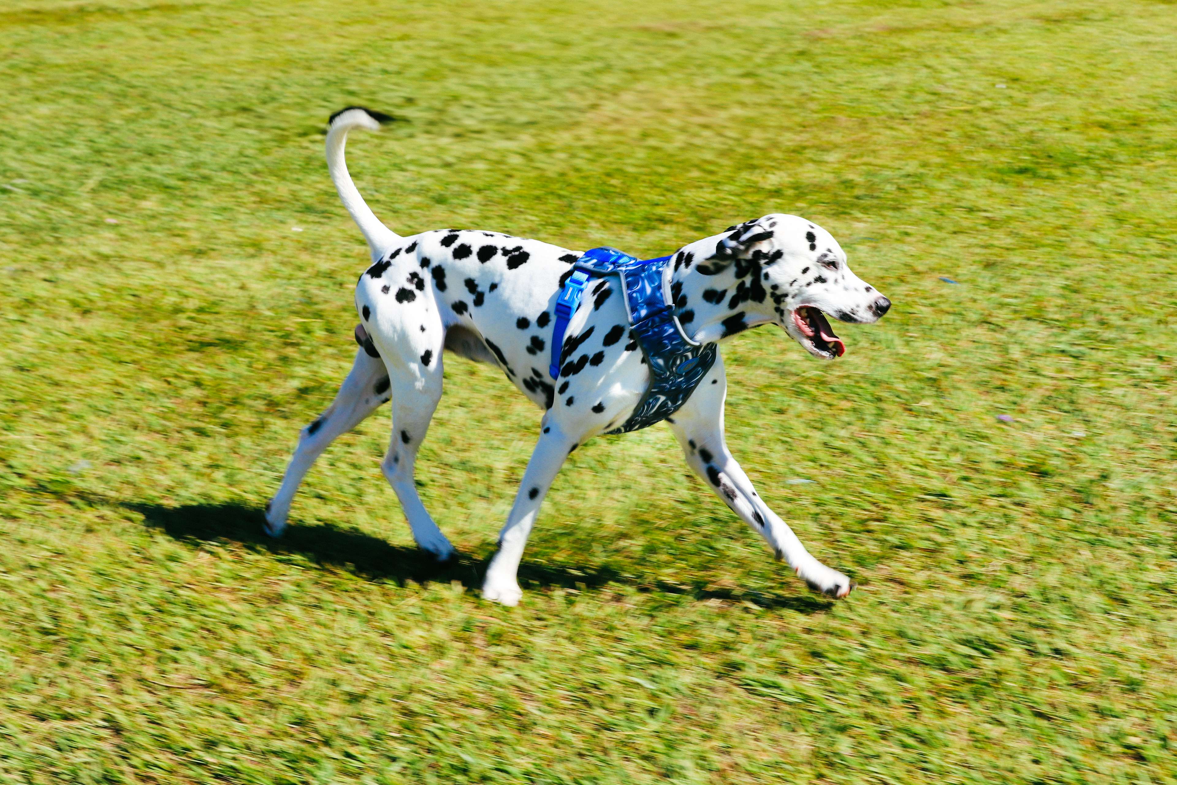 Imagem de cachorro correndo