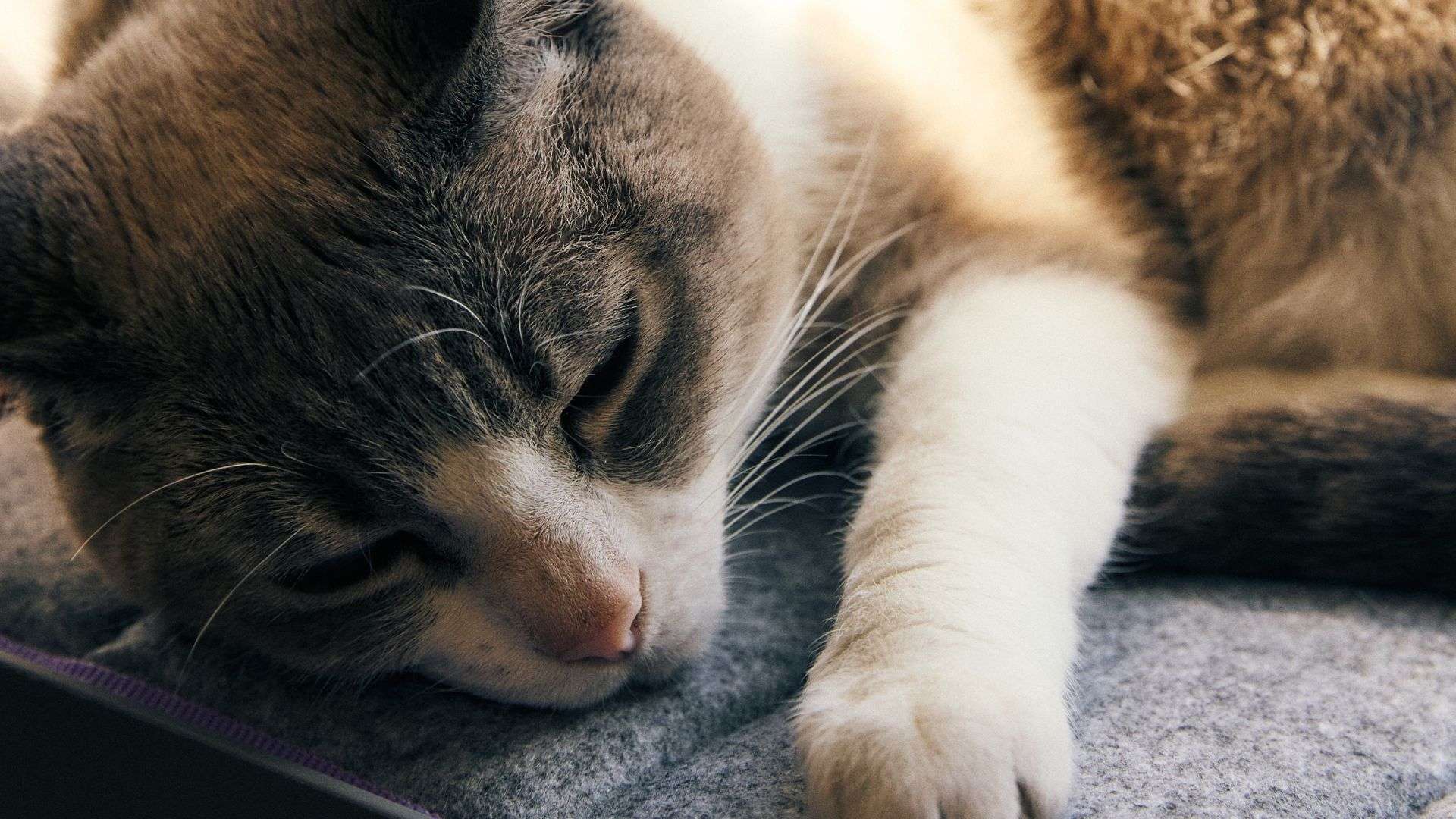 Imagem de gato deitado
