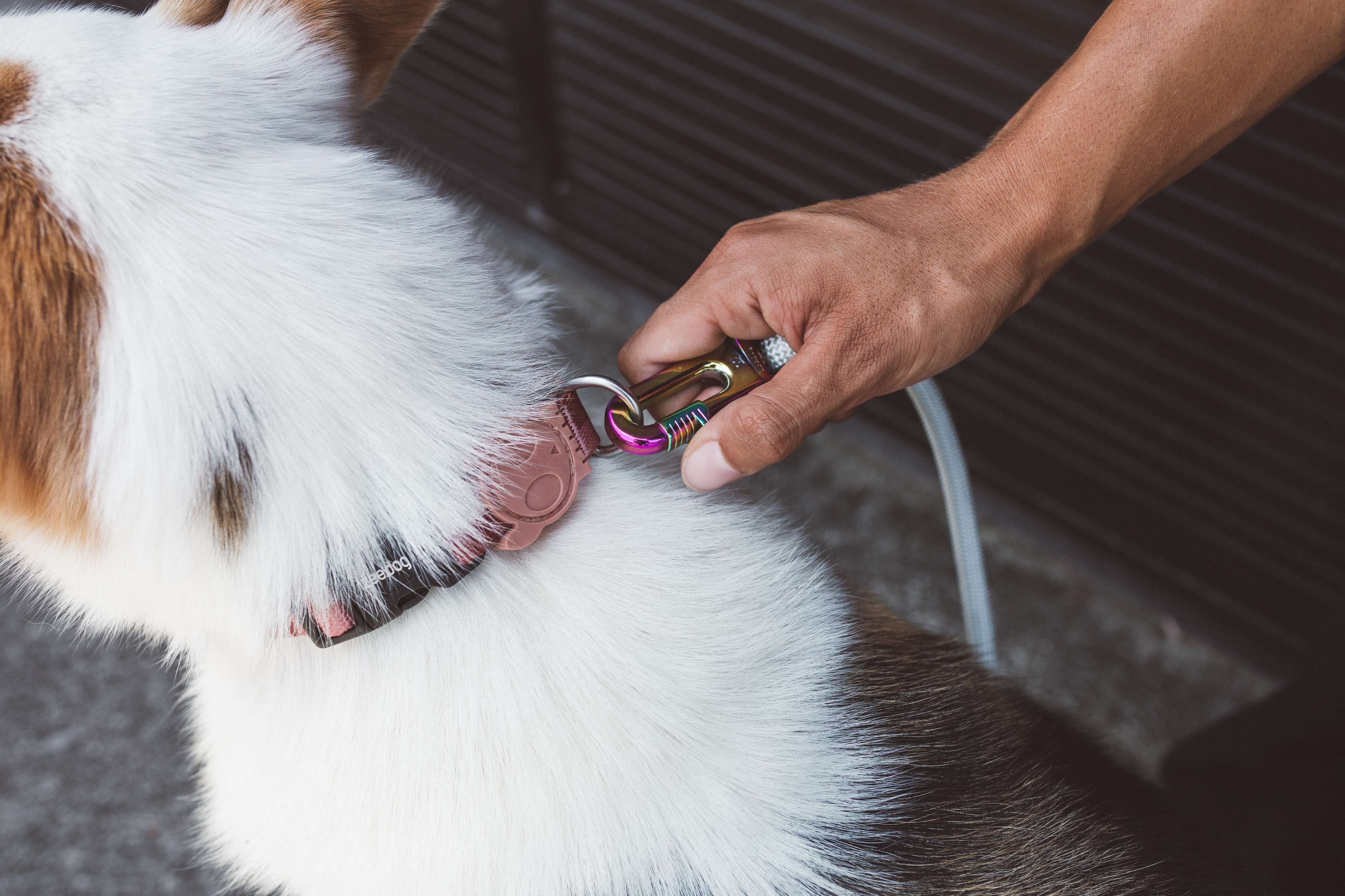 Como colocar coleira em cachorro com 5 dicas práticas | Zee.Now