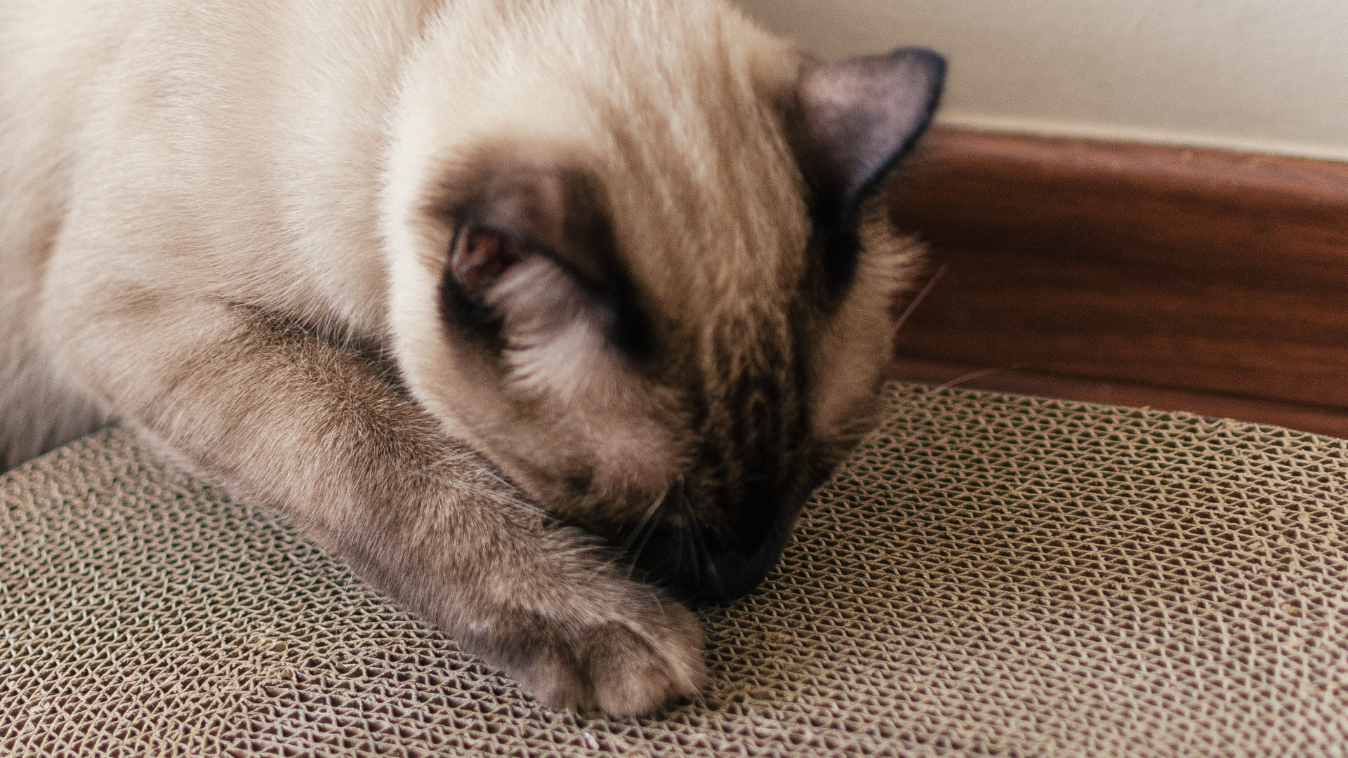 Imagem de gato brincando com arranhador