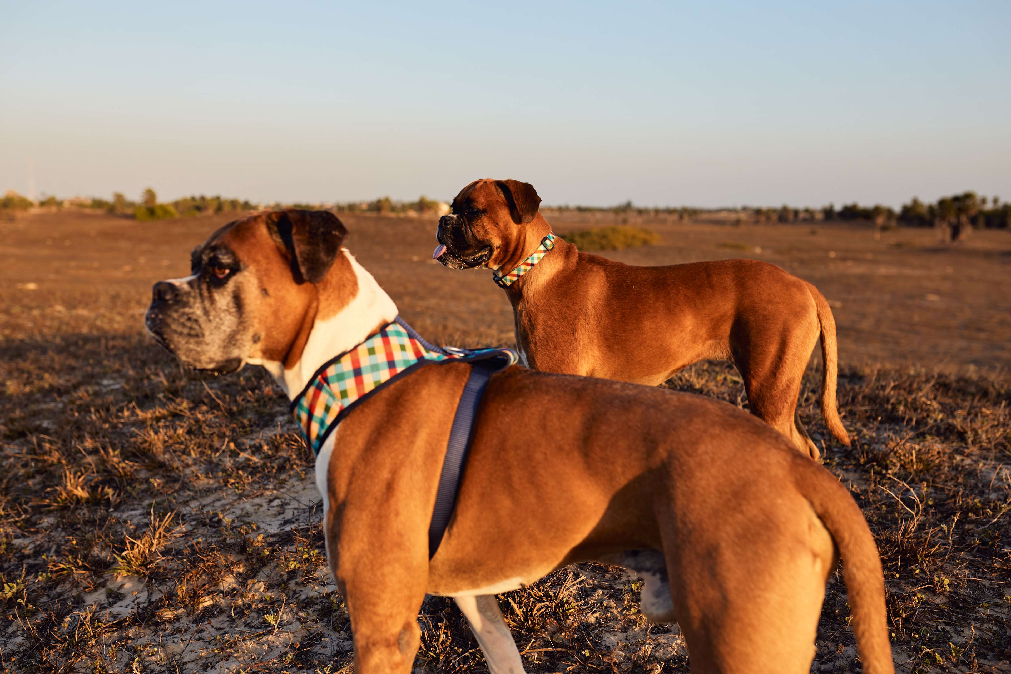 Imagem de cachorros 
