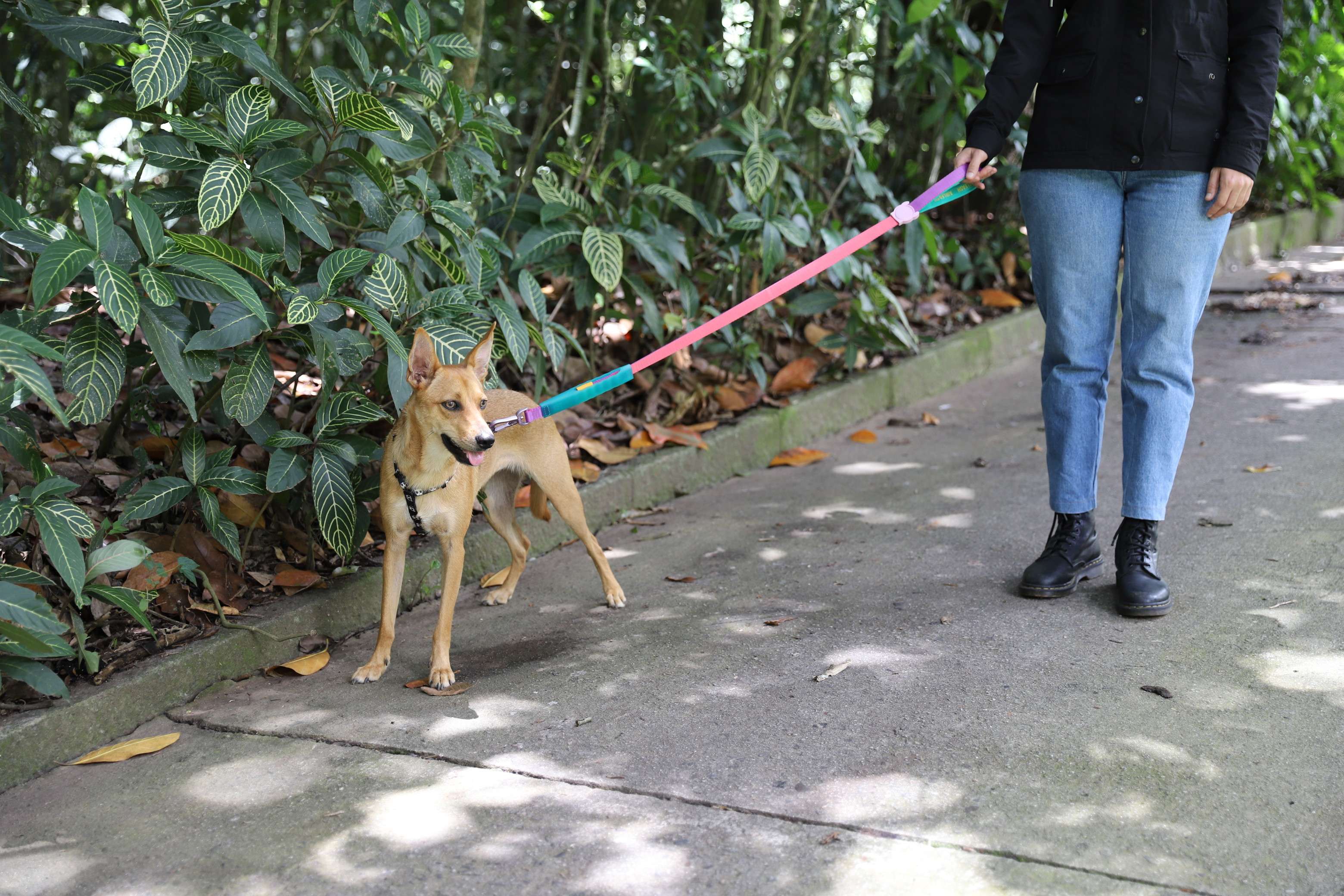 cachorro na rua usando coleira e passeado com responsável