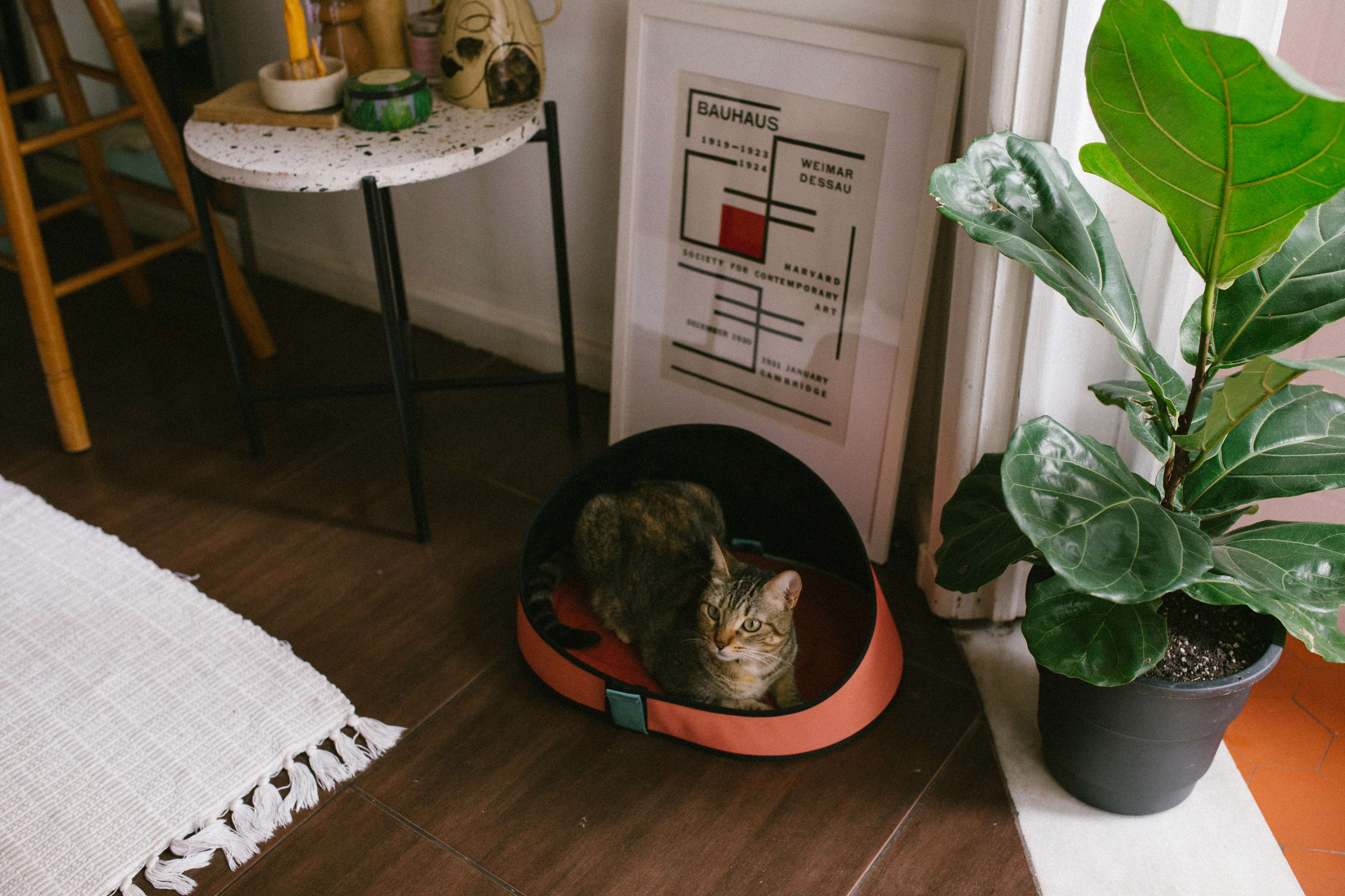 Imagem de gato deitado