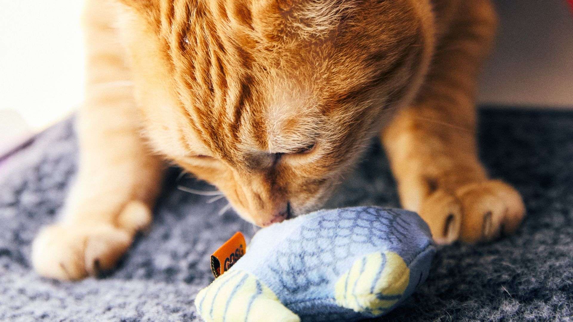 Imagem de gato com brinquedo