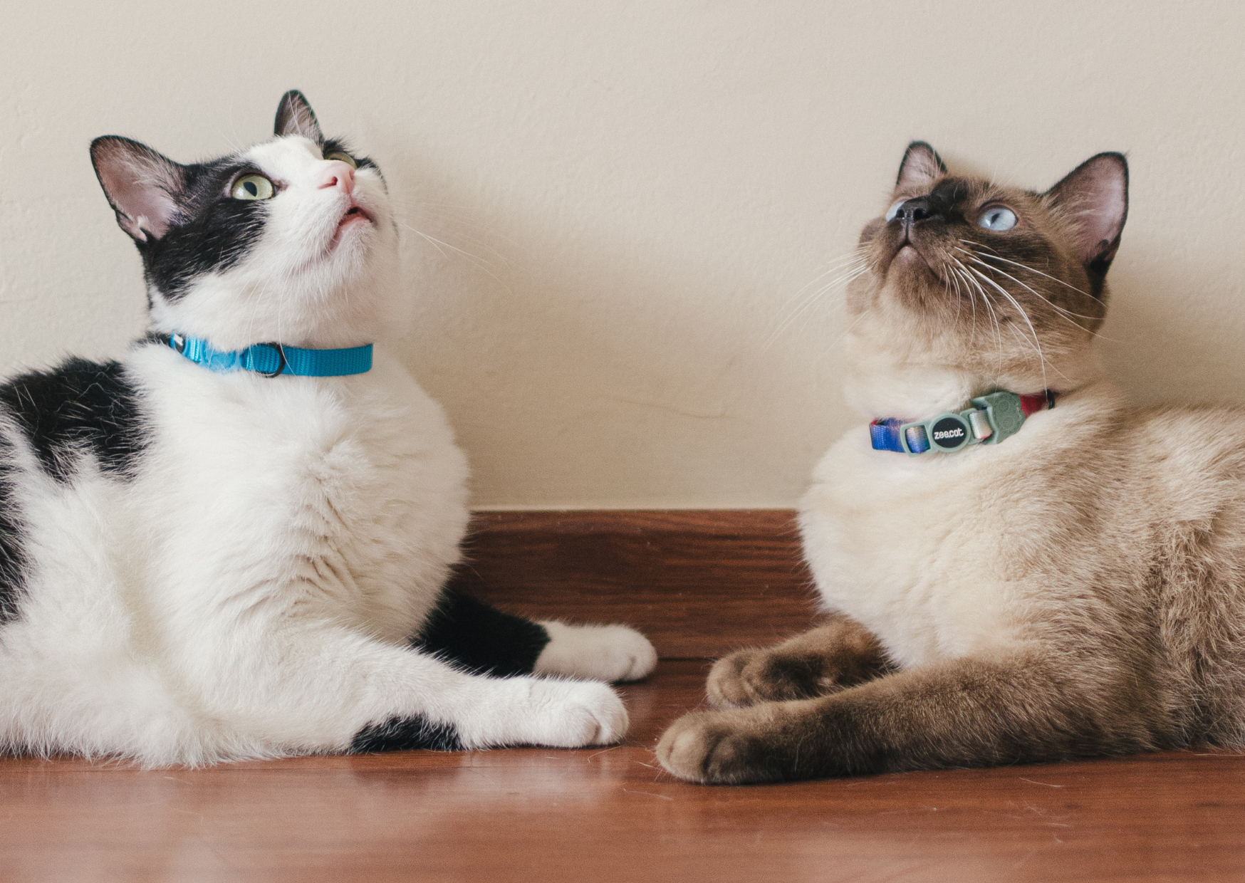 Imagem de gatos deitados