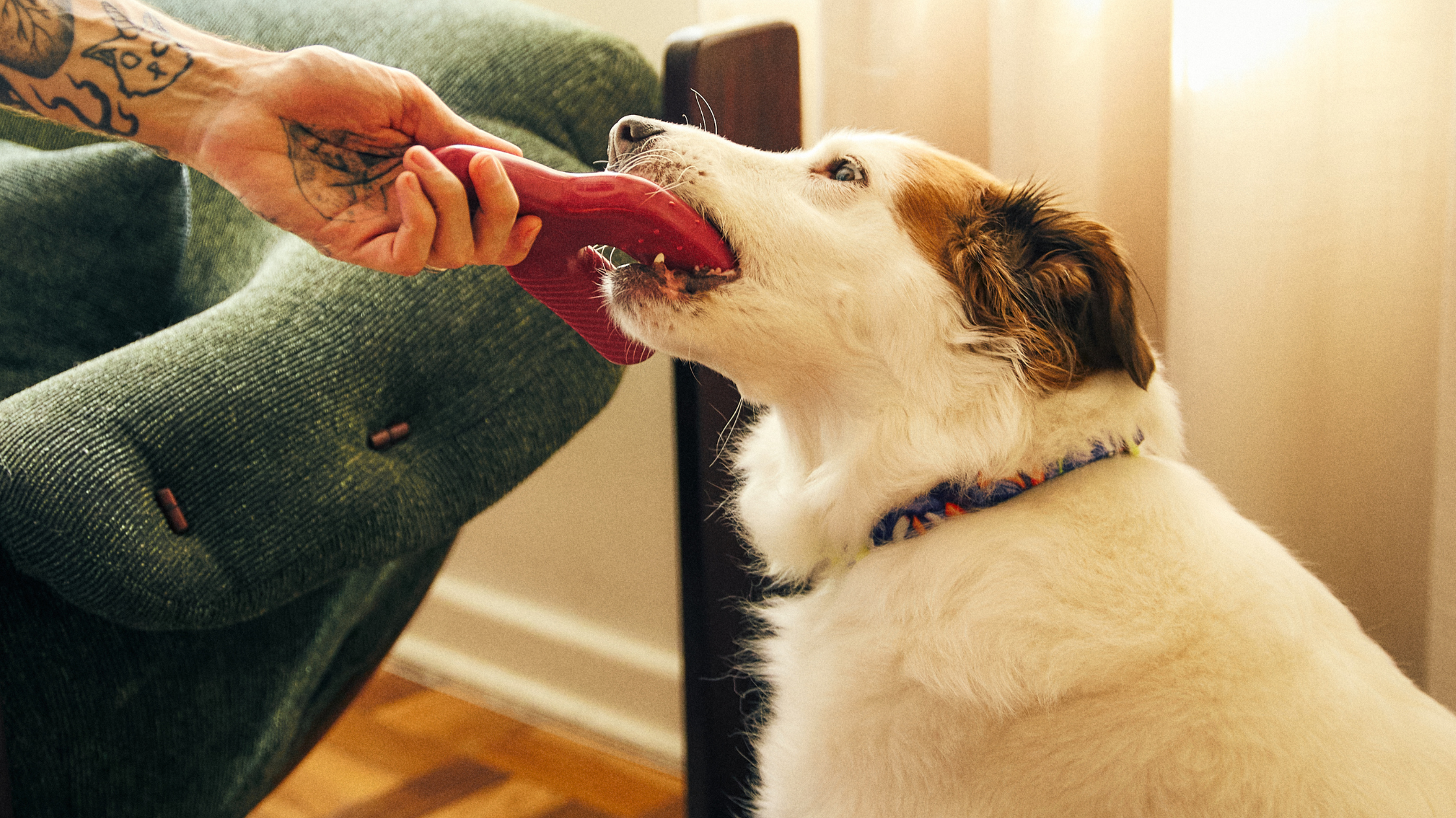 Imagem de cachorro brincando com brinquedo
