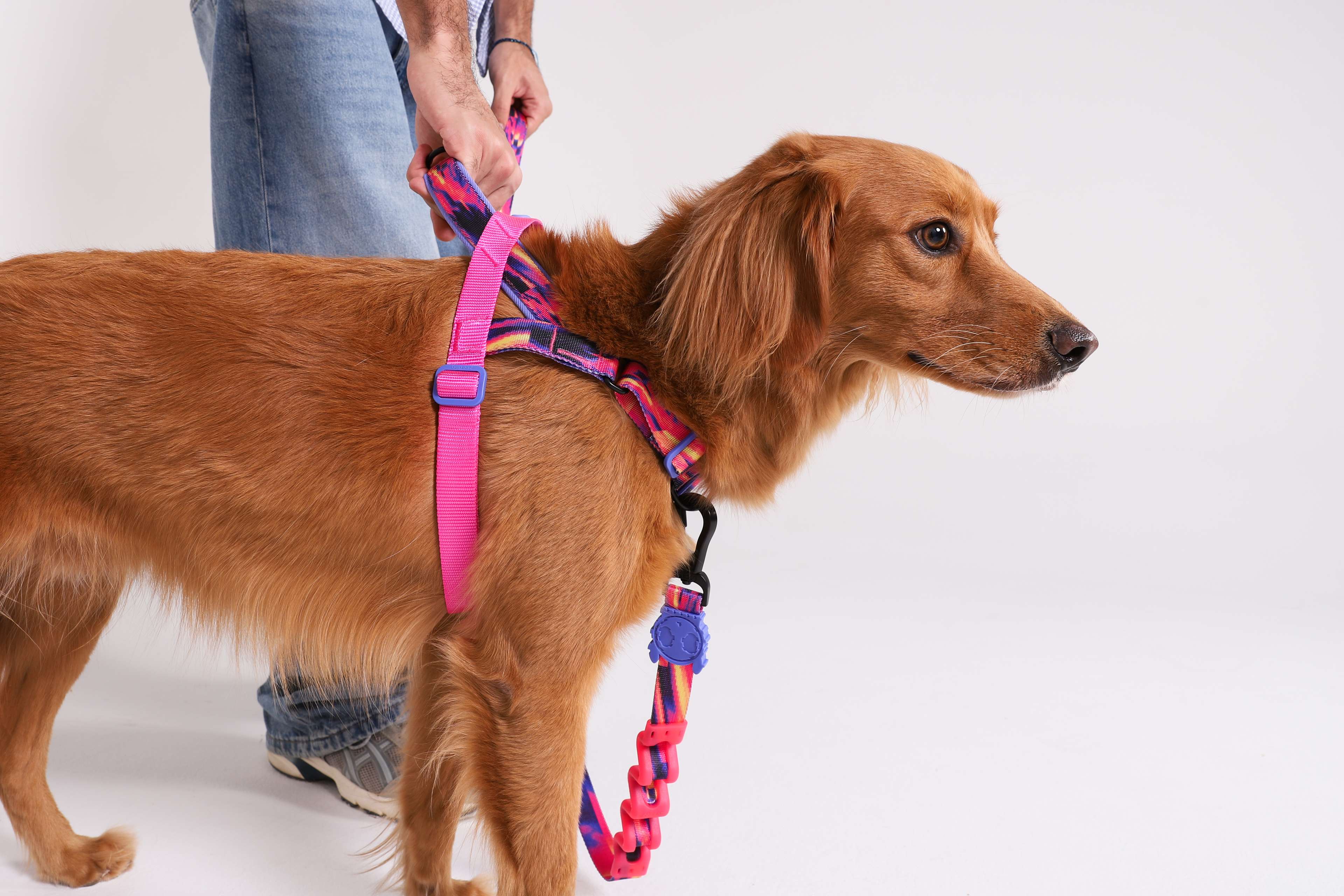 Zee.Now, o Pet Shop Online da Zee.Dog. | Zee.Now